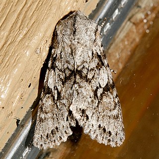 <i>Egira simplex</i> Species of moth