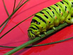 Papilio machaon localizada en Oroso