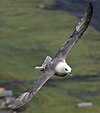 fulmar