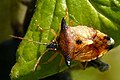 Bosbeskielwants (Elasmucha ferrugata)