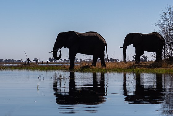 African bush elephants (Loxodonta africana), Okavango Delta