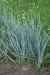 <i>Elymus magellanicus</i> Species of grass