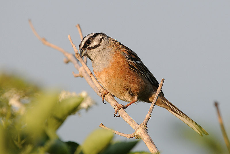 File:Emberiza cia (Ján Svetlík).jpg