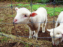Traditional white Leicester lambs English Leicester Lambs.jpg
