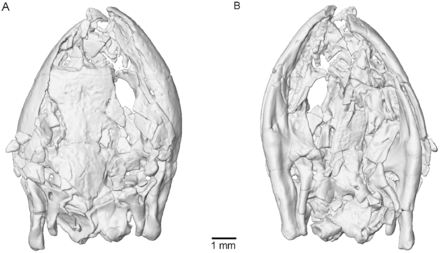 Eocaecilia