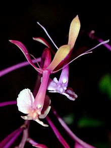 Epidendrum capricornu Orchi 70.jpg