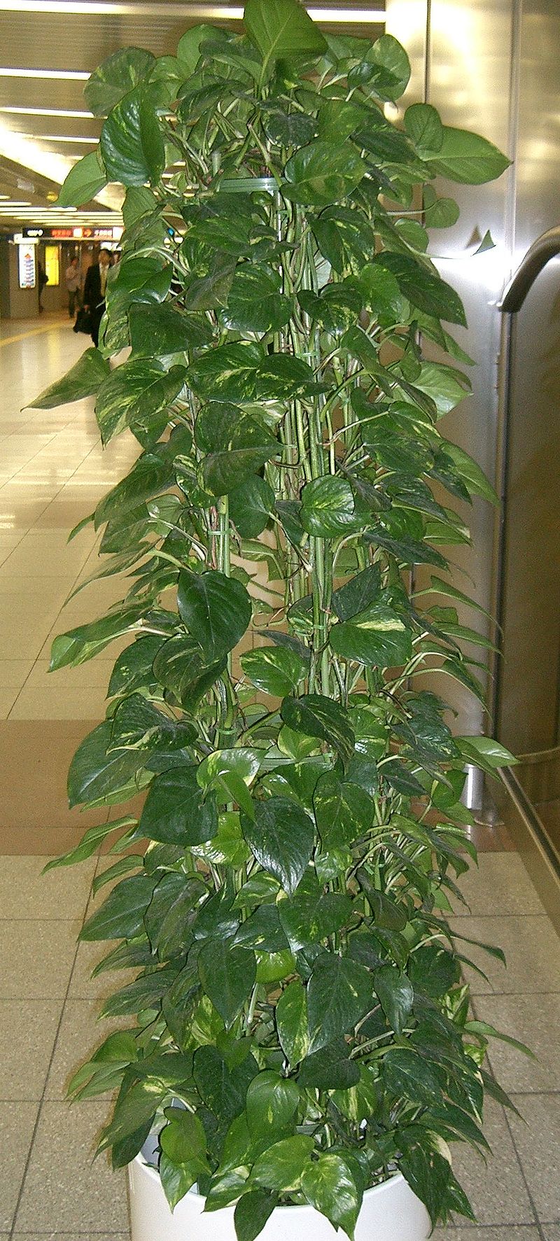 Planta de interior - Wikipedia, la enciclopedia libre