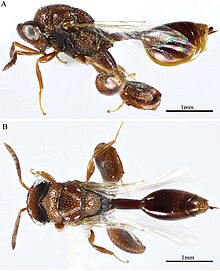 Epitranus clavatus