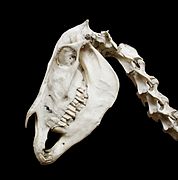 Equus hemionus kulan. Onager. Skull.