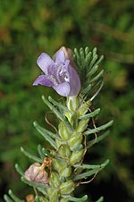 Thumbnail for Eremophila caerulea