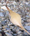 Eriogonum inflatum