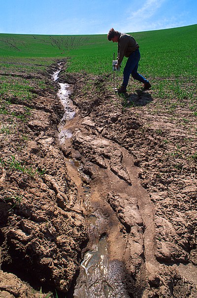在小麦田附近出现严重的土壤侵蚀。