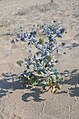 * Nomination: Sea holly (Eryngium maritimum) on the beach of Cala Sinzias (Sardinia) --Gzzz 21:05, 8 September 2013 (UTC) * * Review needed