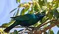 * Nomination Cape starling (Lamprotornis nitens), Kruger National Park, South Africa --Poco a poco 07:01, 27 October 2018 (UTC) * Promotion  Support Good quality, it would benefit from some denoising but the head is very sharp. --Trougnouf 10:23, 27 October 2018 (UTC)  Done--Poco a poco 08:43, 28 October 2018 (UTC)