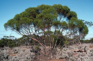 <i>Eucalyptus brachycalyx</i> Species of eucalyptus