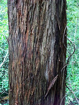 Eucalyptus laevopinea - stringy bark.jpg