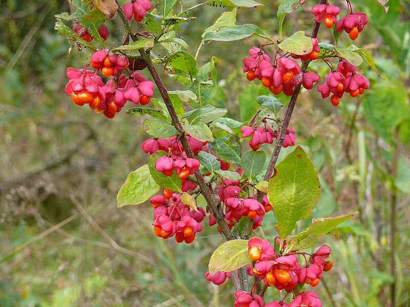 File:Euonymus europaeus October stereo right.JPG