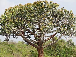 Euphorbia lacei