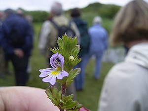 Jämför blommans litenhet med den mänskliga tumme, som skymtar till vänster