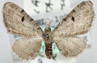 <i>Eupithecia interpunctaria</i> Species of moth