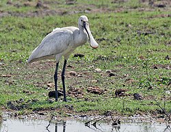 Eurasian Spoonbill (Platalea leucorodia) at Bharatpur I IMG 5640.jpg