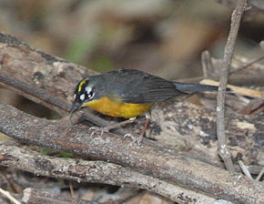 Euthlypis lachrymosa.jpg resminin açıklaması.