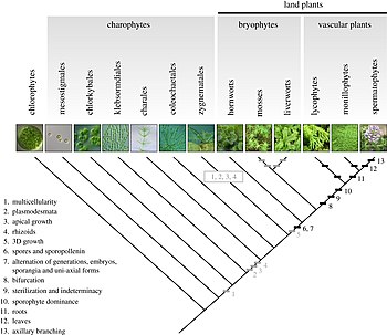 Forêt: Étymologie, Définitions, Évolution