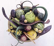 Anachronistic fruits of temperate North America, collected by Connie Barlow. Includes pods of devil's claw (top), honey locust (long and curvy at middle) and mesquite (beige at bottom), along with other fruits of the forests and deserts of the USA. Evolutionary anachronisms Connie Barlow.jpg