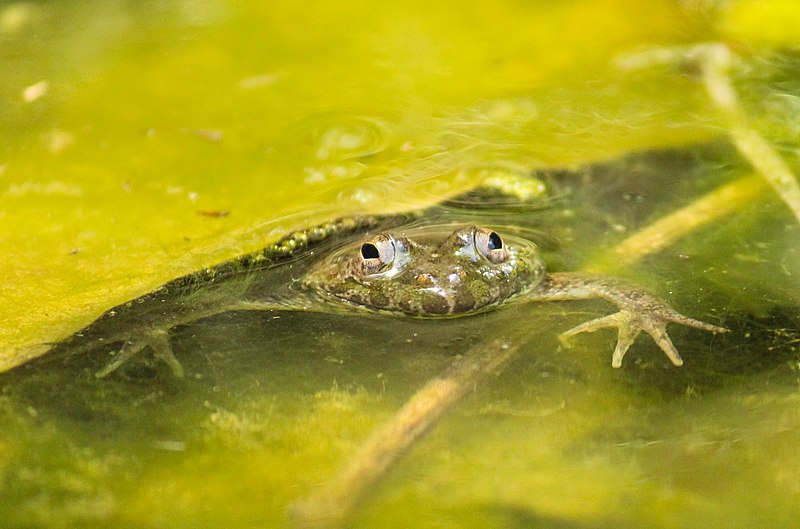 File:Eye contact of frog in water.jpg