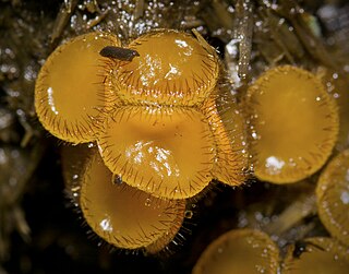 <i>Cheilymenia fimicola</i> Species of fungus