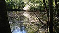 Waldteich am Ende des Forstweges im SHLF-Buchenwald „Obdrupholzkoppel“