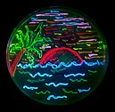 Bioart fet amb bacteris, expressant vuit colors diferents de proteïnes fluorescents