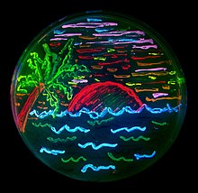 This artwork is made with bacteria modified to express 8 different colours of fluorescent proteins. FPbeachTsien.jpg