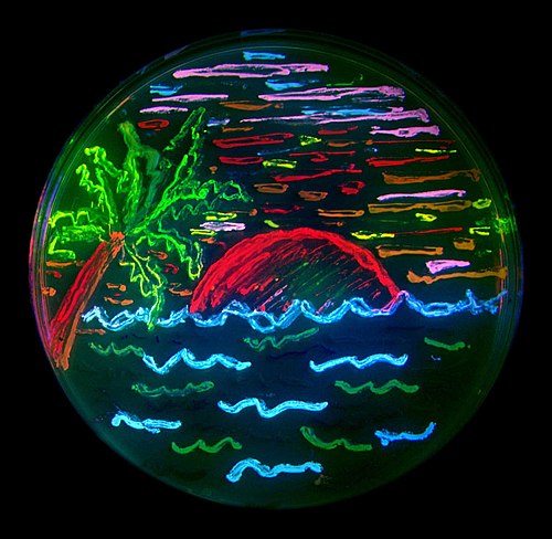 Kunstwerk van (gemodificeerde) bacteriën met fluorescerende eiwitten