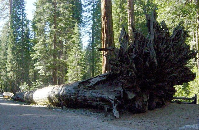 Fallen Monarch, a fallen giant sequoia that is on the walking path leading to Grizzly Giant. (There used to be a parking lot near the Fallen Monarch, 