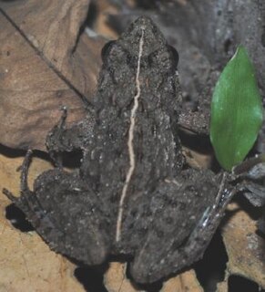 <i>Minervarya nepalensis</i> Species of amphibian