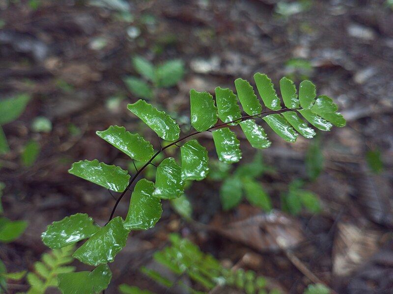 File:Fern 11.jpg