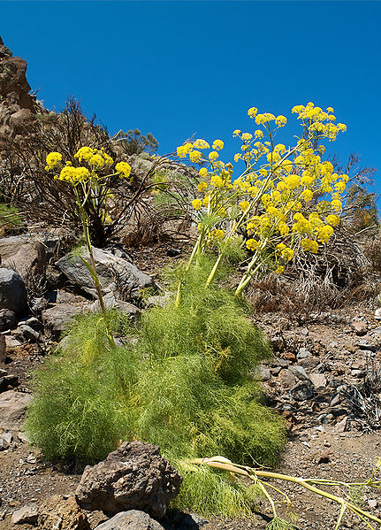 File:Ferula linkii LC0214.jpg