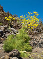 * Nomination Canary Giant Fennel (Ferula linkii) --LC-de 20:57, 17 June 2009 (UTC) * Promotion A bit cluttered but good documentary value, sharp, good light. What about the missing interwiki link targets – are you planning to write the articles? --Iotatau 21:36, 17 June 2009 (UTC) I hope, that someone will do this... --LC-de 15:29, 19 June 2009 (UTC)