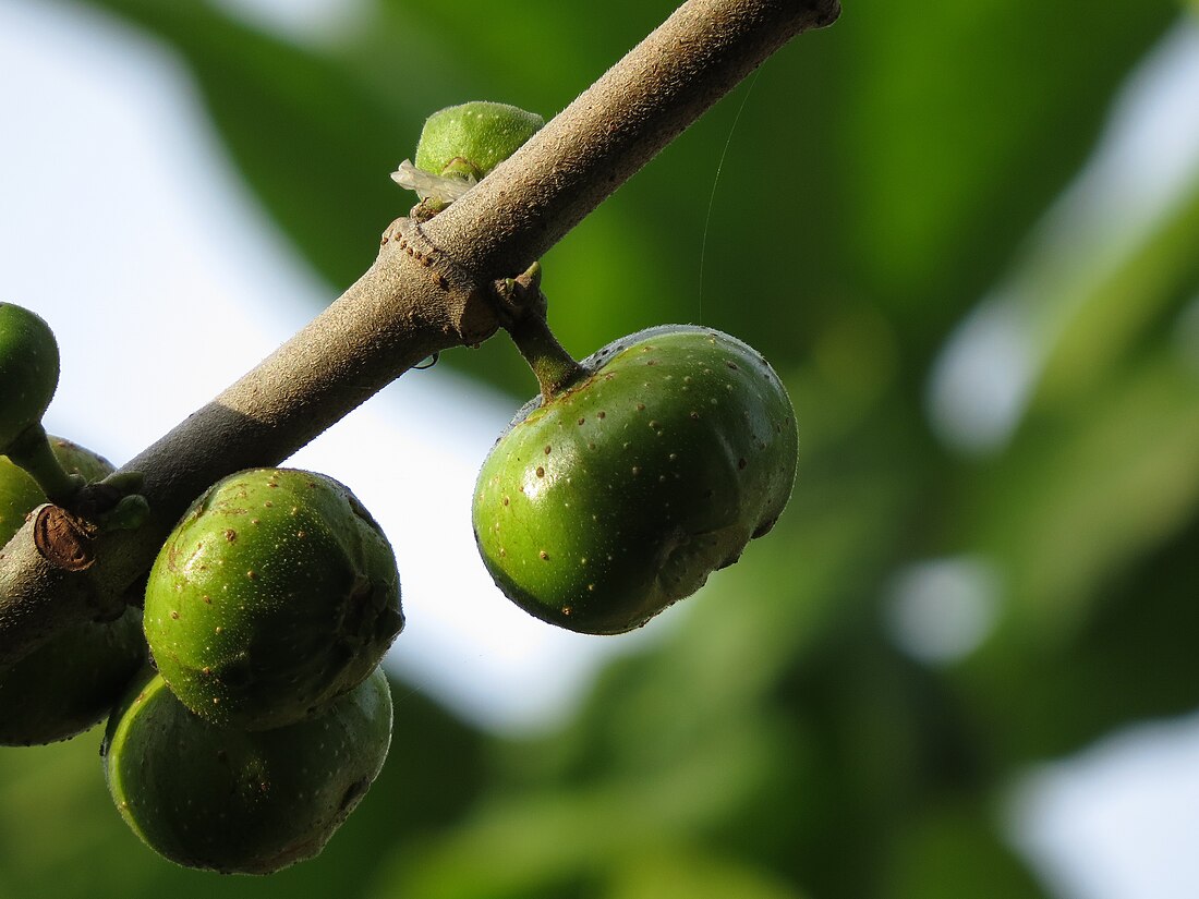 Ficus racemosa