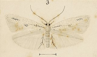 <i>Elachista exaula</i> Species of moth
