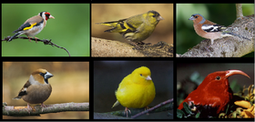 Finches-شراشير.png