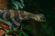 Fem-lined Flying Dragon (Draco quinquefasciatus) (14163088876) .jpg