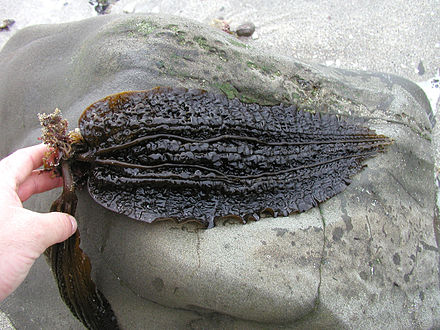 Costaria costata, five-ribbed kelp