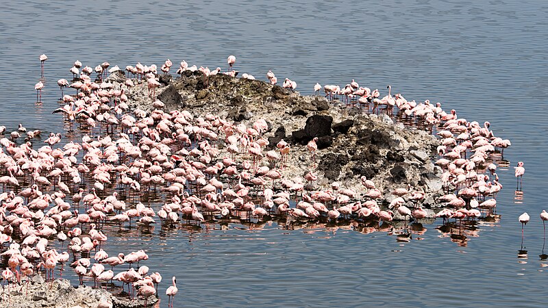 File:Flamingos, Arusha National Park, Tanzania.jpg