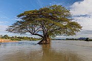 Flooded Albizia Saman (rain tree) in the Mekong.jpg