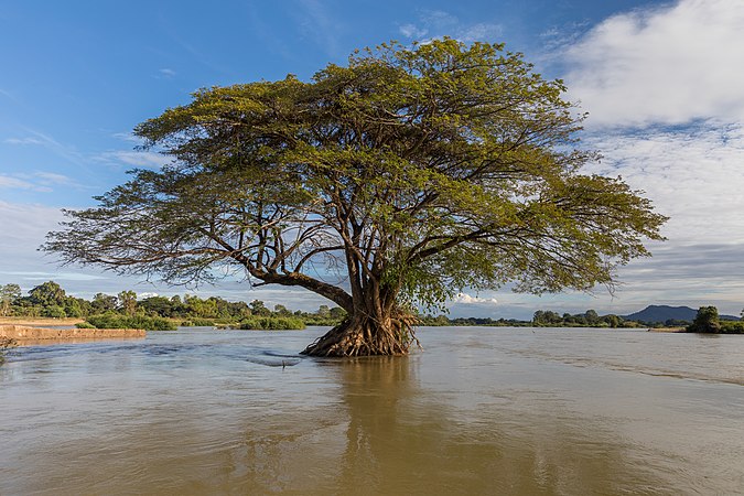 一部份浸入湄公河的雨树，拍摄于旱季的四千岛的Don Loppadi