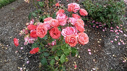 'Orange Sweetheart', 1952