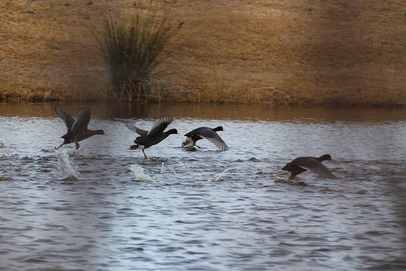 File:Focha común (Fulica atra).jpg