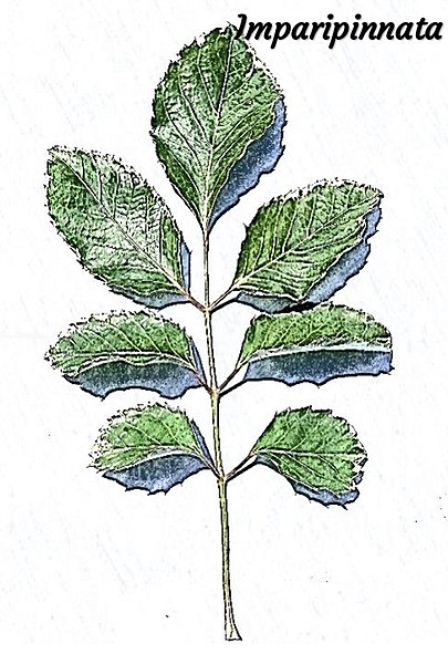 File:Foliorum compositio - Imparipinnata.jpg